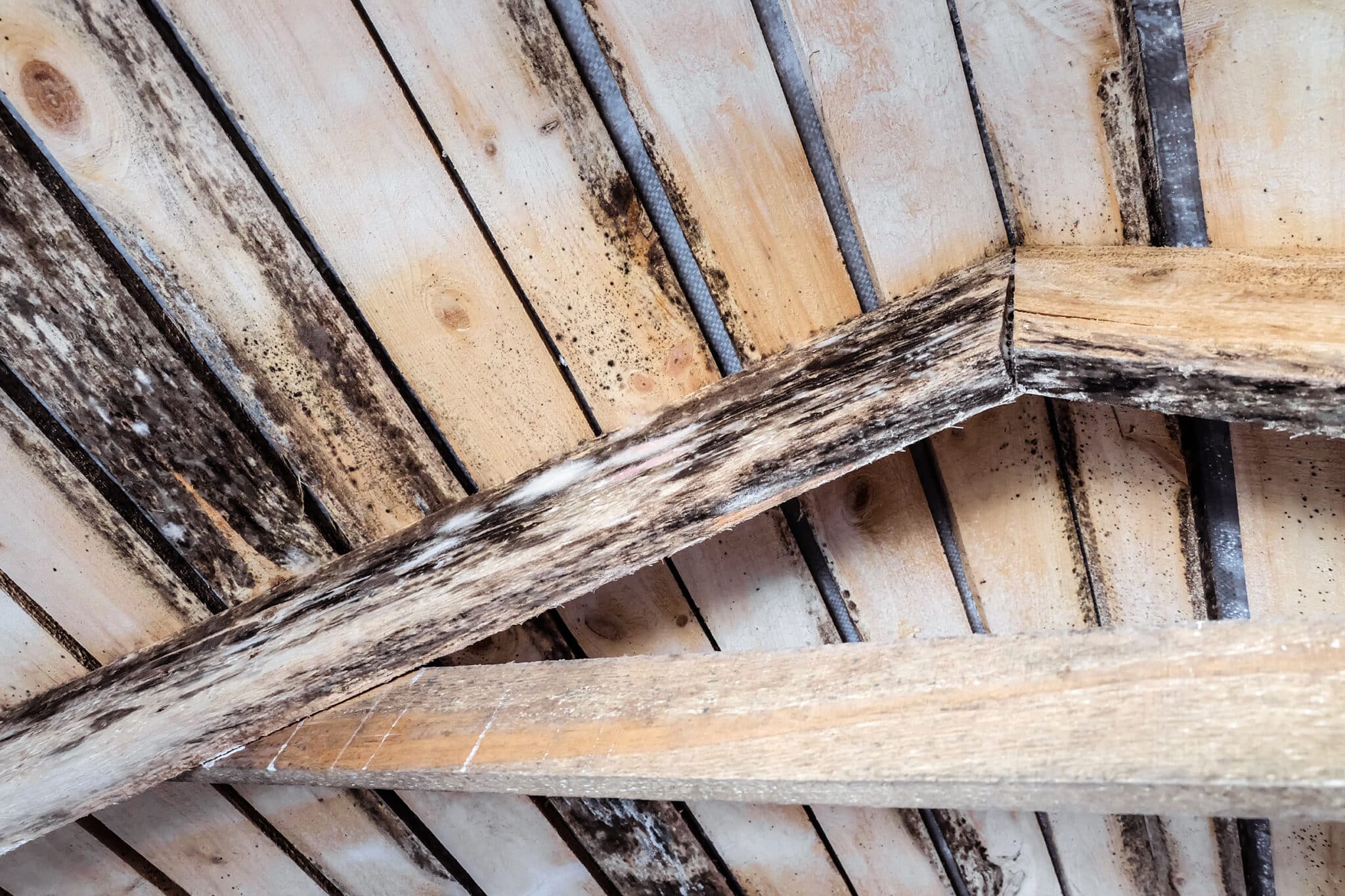 The ceiling of an attic with black mold spreading across the wooden boards.